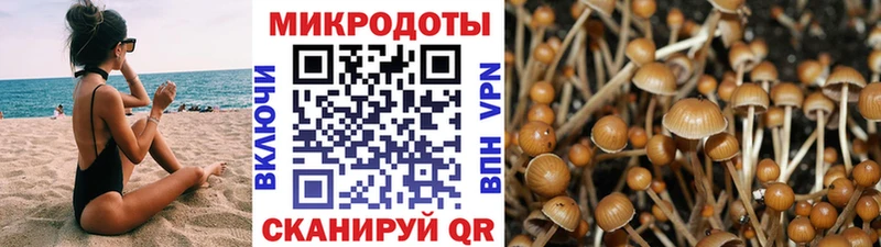 Псилоцибиновые грибы Psilocybine cubensis закладки Яблоновский